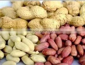 peanut kernel