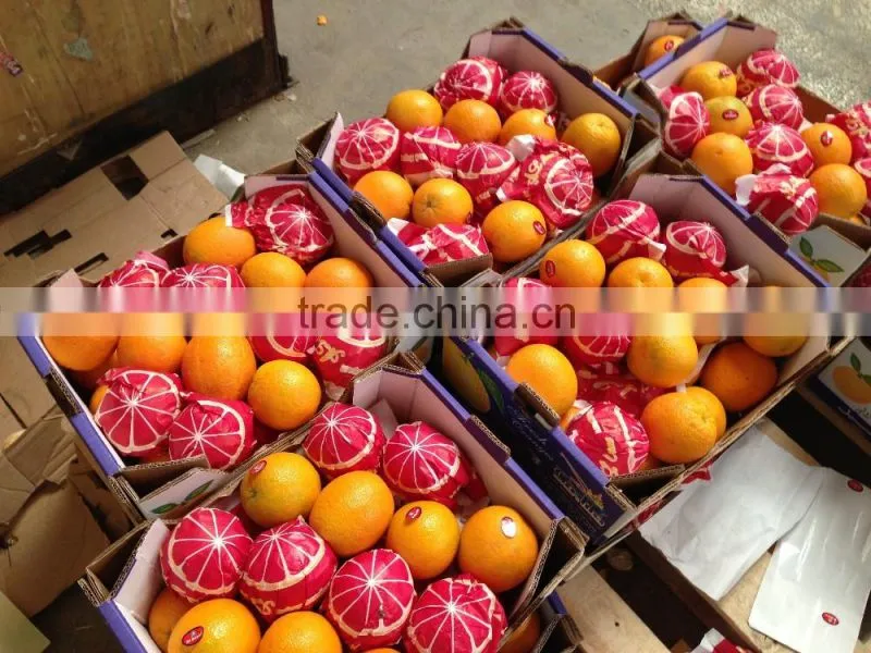 LEMONS / VALENCIA / MODERN & FRESH STYLE