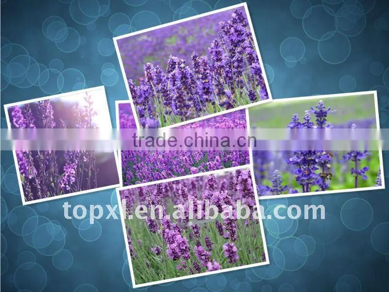 Lavender Oil for perfume essence