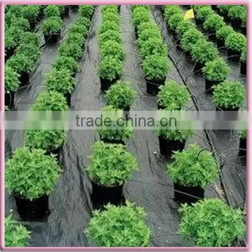 Non-woven polyester mat