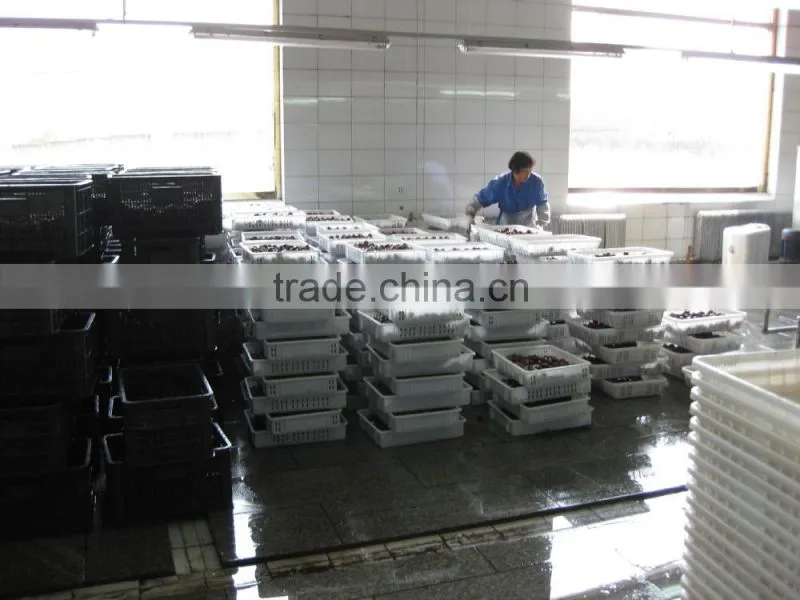 2015 new crop cut frozen chestnuts