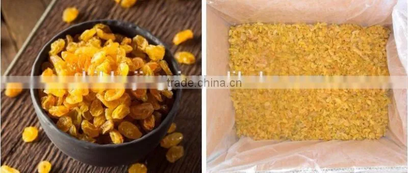 Chinese yellow raisins golden raisins