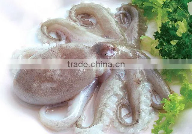Baby octopus/ frozen baby octopus
