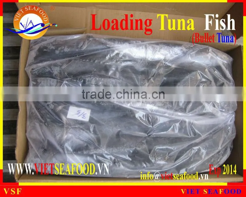 LOADING WHOLE ROUND BULLET TUNA