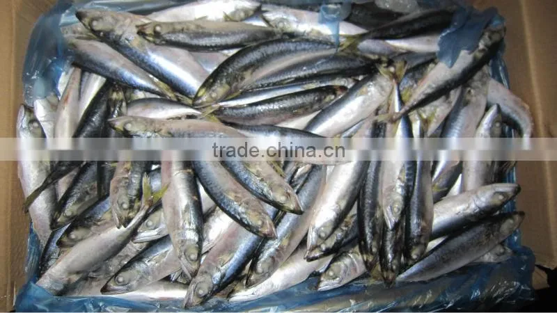 new 100-120g frrozen mackerel