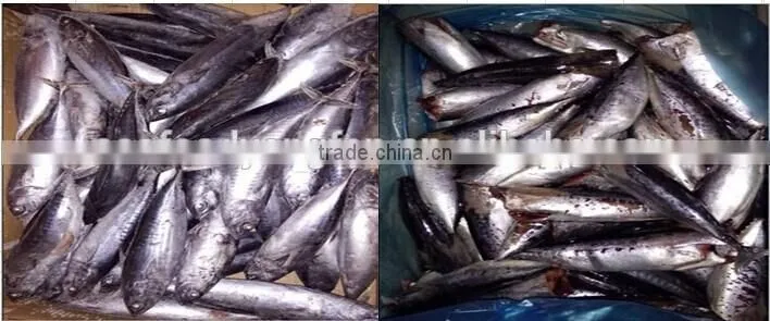 whole round bonito tuna seafood frozen seafood mix