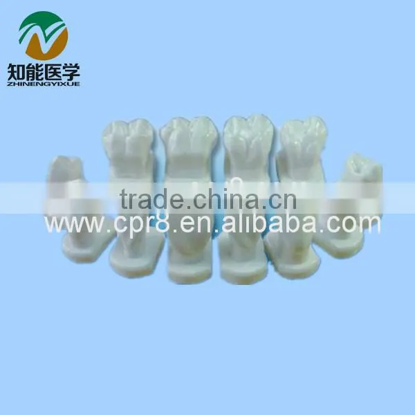 Tooth shape of the model BIX - L1031