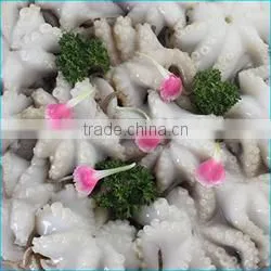 HL0088 illex squid tubes squid fish