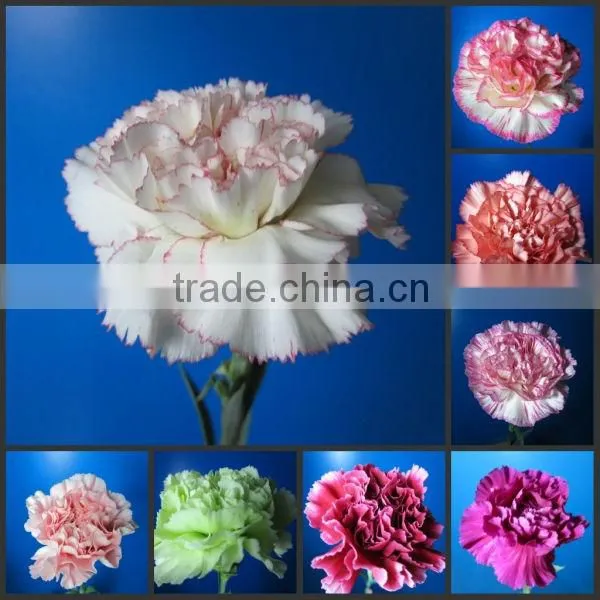 Fresh flowers carnation/fresh cut flowers carnations/carnat flower arrang