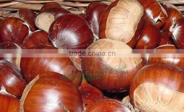 Wholesale chestnut /Horse chestnut/Chestnut from fty