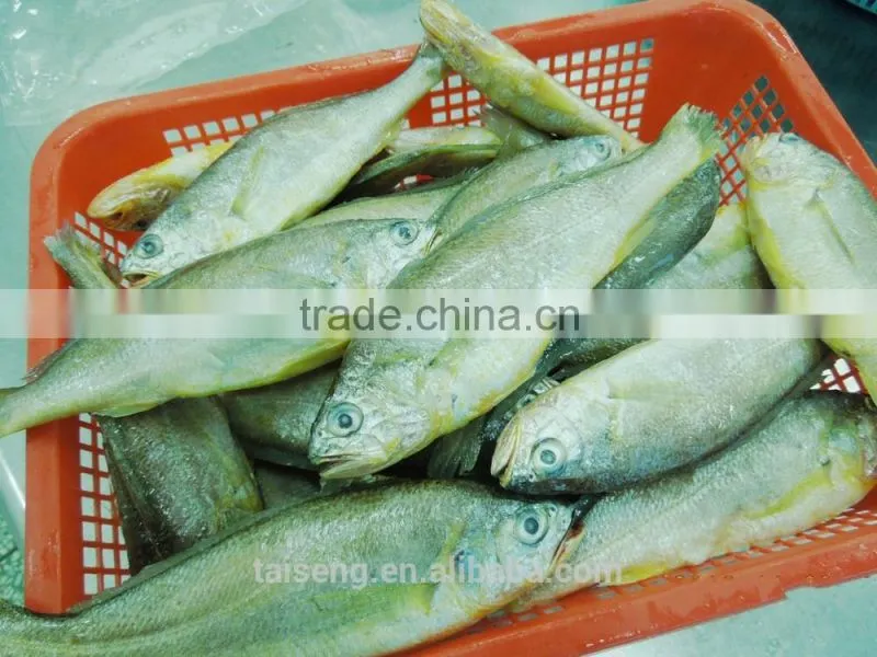 Frozen Yellow Croaker 100 to 200 gram