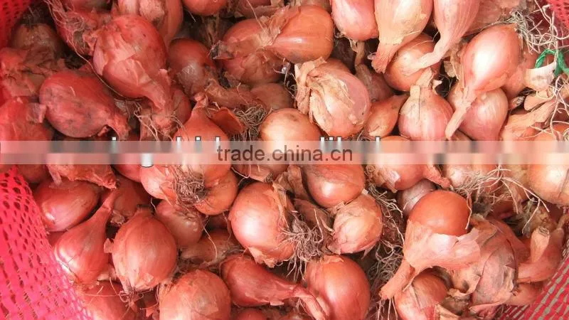 fresh onion prices in china