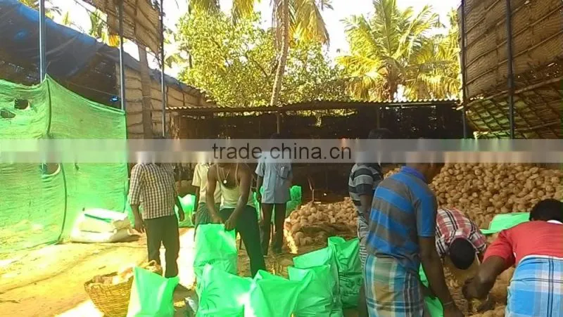 Matured coconuts