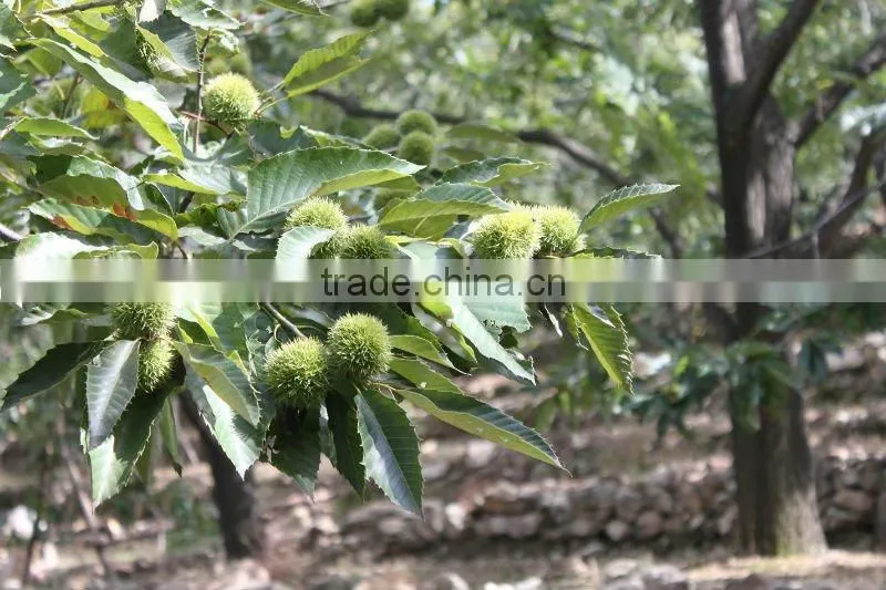 Frozen Chestnut for Sale---Hebei Chestnuts