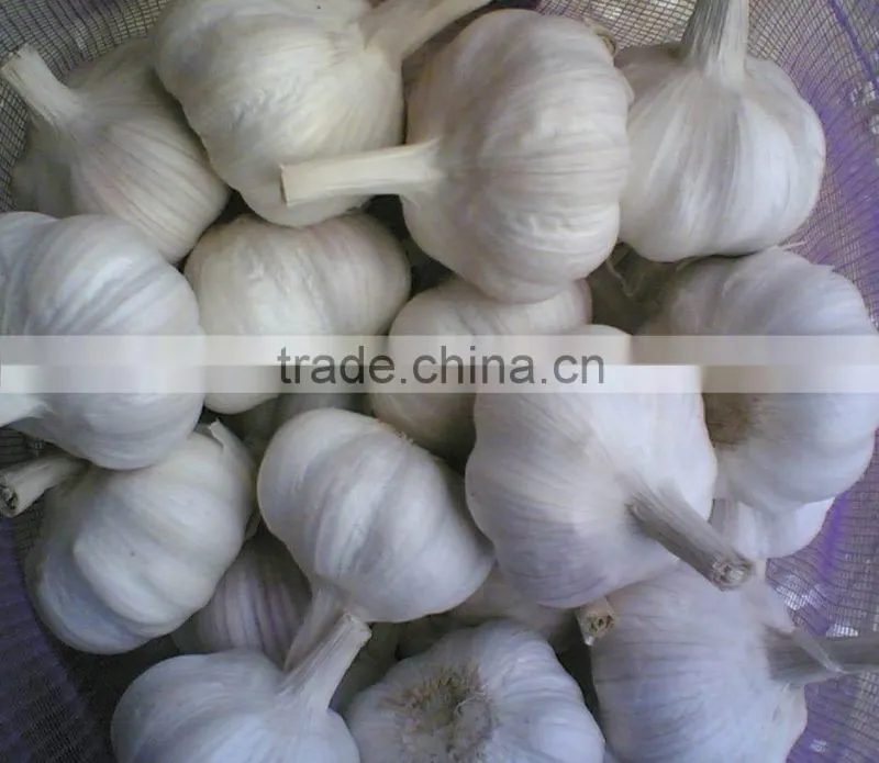 BNP Supply High Quality Garlic Oil Capsule