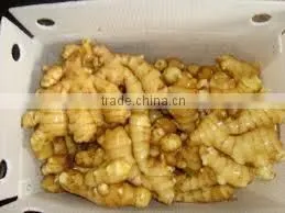 VIETNAM FRESH GINGER SIZE 150 UP