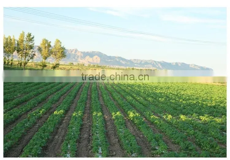 benefits of pumpkin seeds Wholesale snow white / shine skin pumpkin seeds competitive price