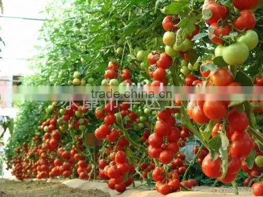 SUCA Electric tomato pollinator.
