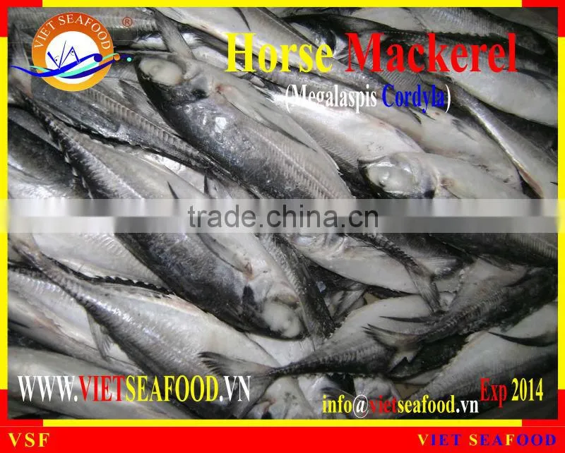 W/R FROZEN HORSE MACKEREL