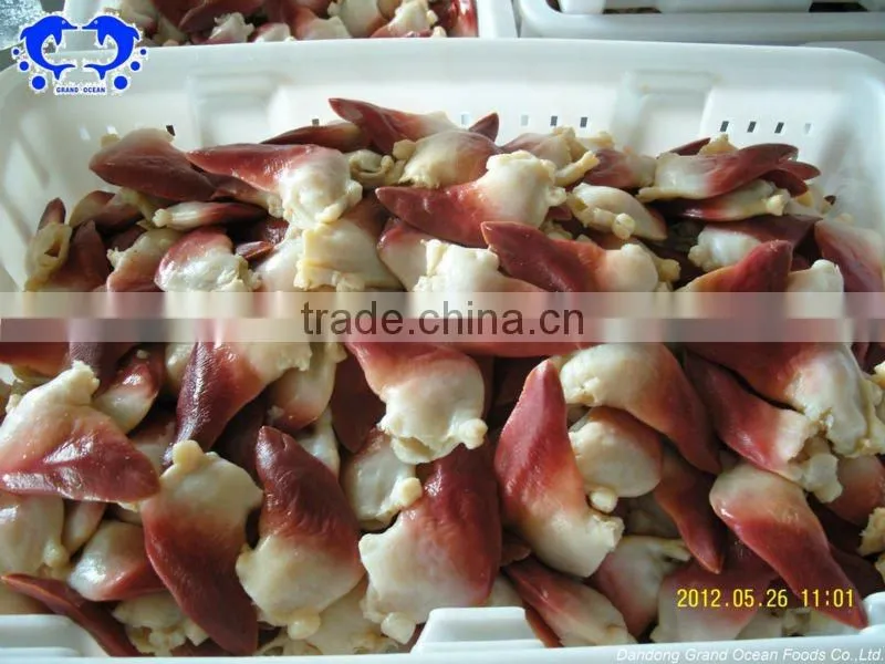 horse clam foot