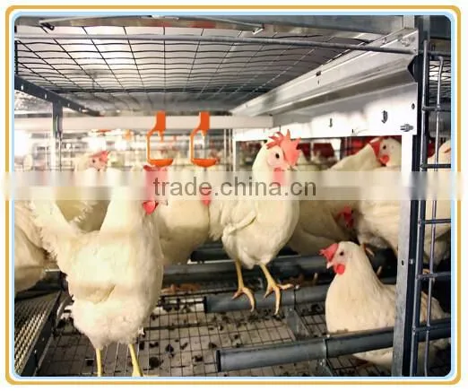 Fram raise dorking equipment with feeding system.A type dorking layer cage