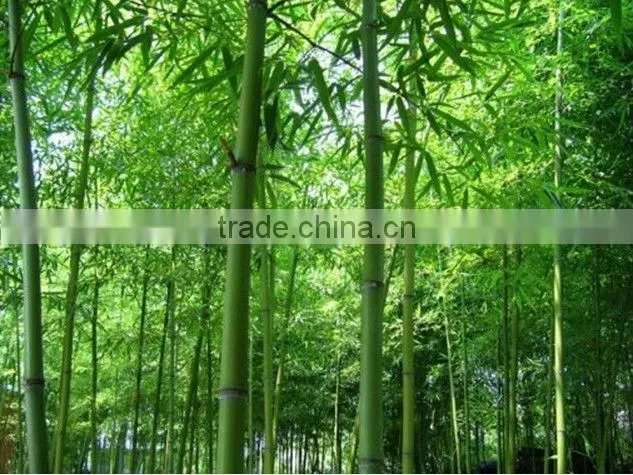 Bamboo Hardwood Flooring
