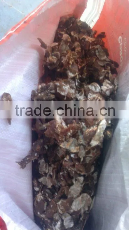 Fresh sour Tamarind