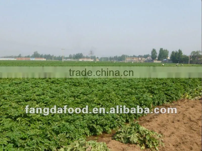Fresh High Quality Holland Potato Hot Selling