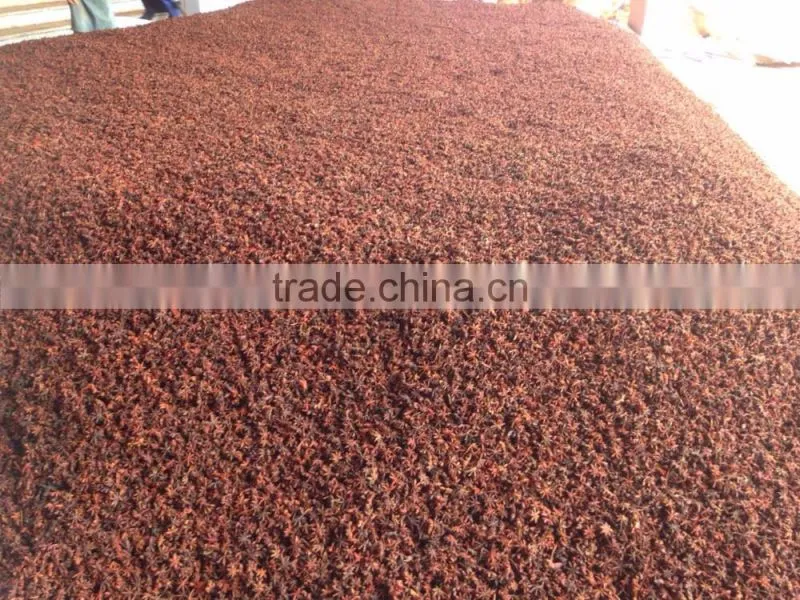 VIETNAM AUTUMN STAR ANISEED, HIGH QUALITY, BEST PRICE (+841657106604 - WHATSAPP)