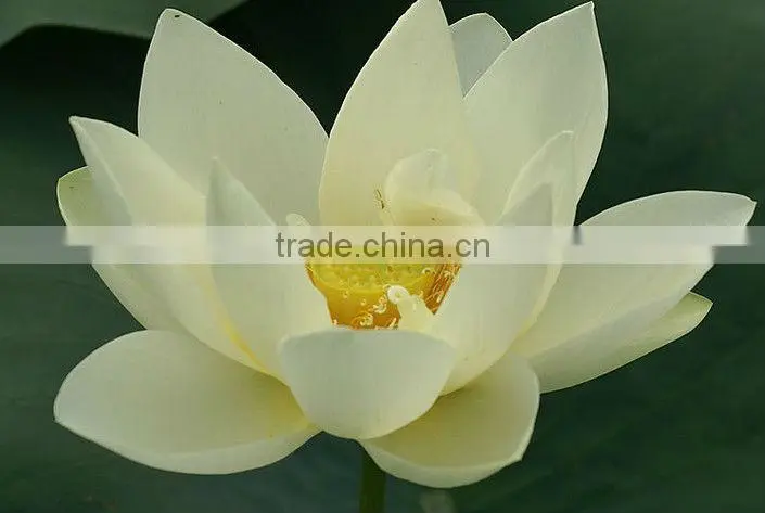 Top Dried Lotus Seed, Lianzi, Herbal Tea, Sun-Dried, Clear Heat