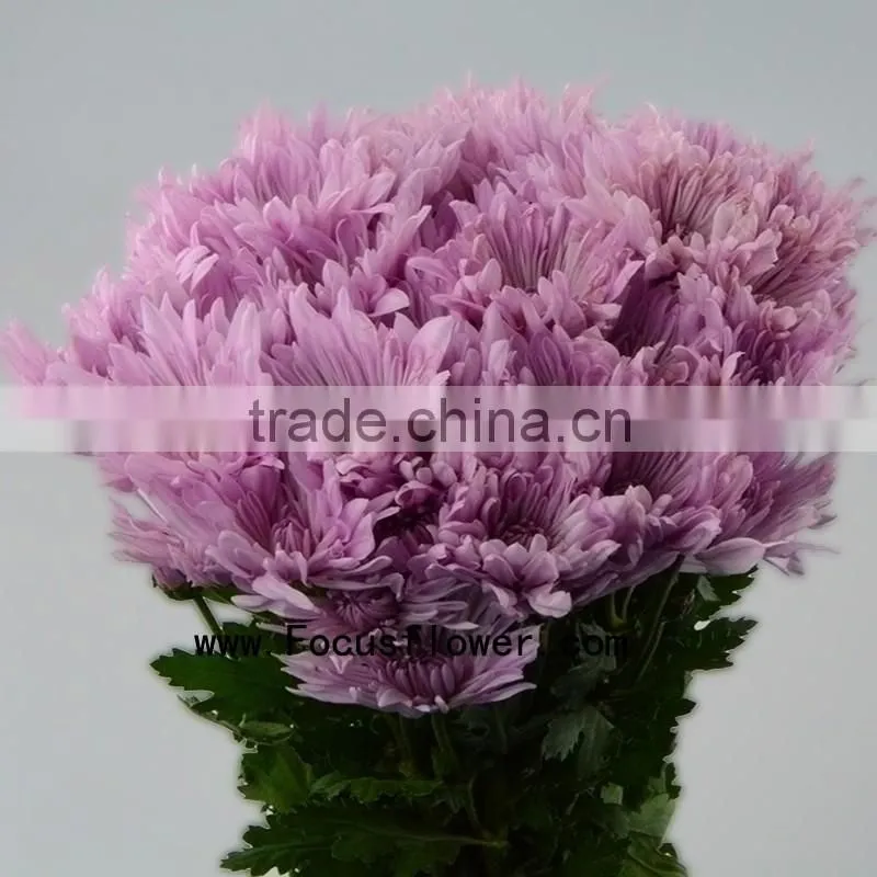 For Christmas Decoration Chrysanthemum Plant With 10 Stems/Bundle Autumn Chrysanthemum Flower With 0.5kg/Bundle Chrysanthemum Pi