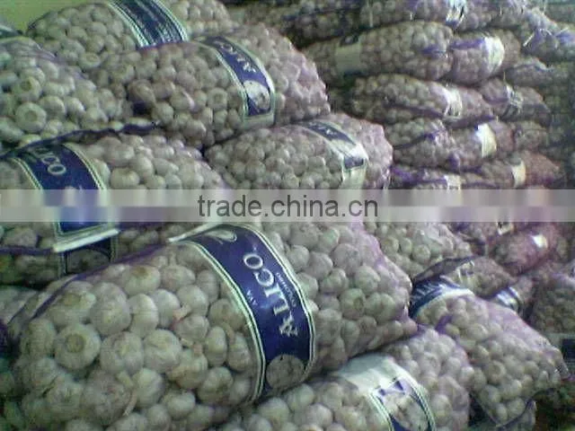 2012 crop fresh garlic in 500g retail packing