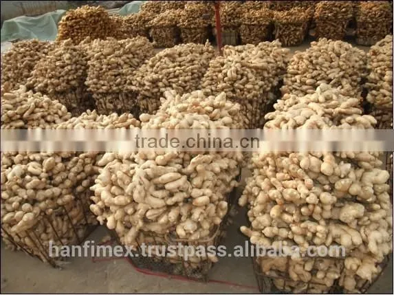 ORGANIC FRESH GINGER VIETNAM FOR GINGER SLICES