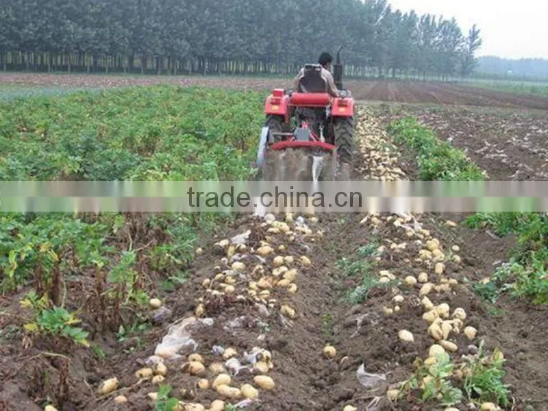 High efficiency small potato harvester