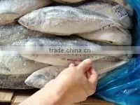 Bulk pack frozen horse mackerel BQF from China
