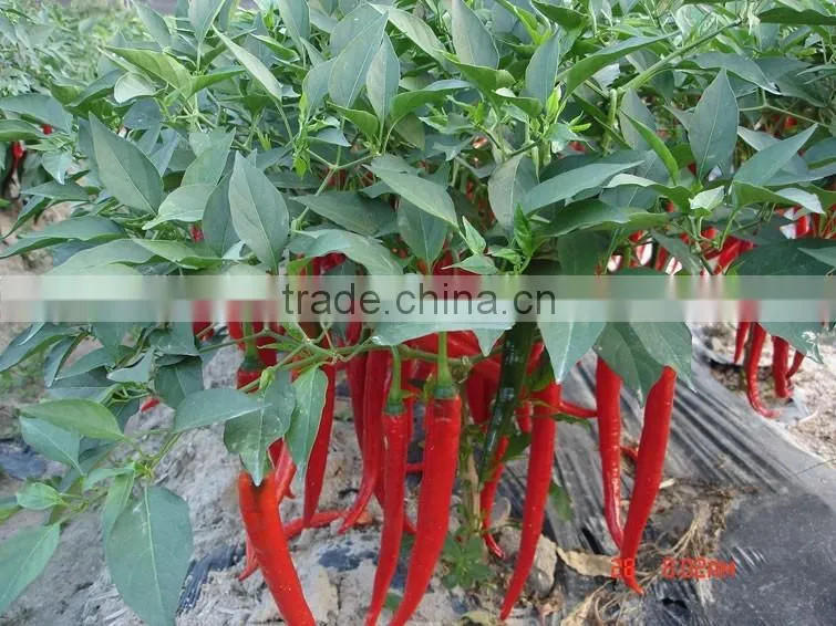 Hot sale hybrid high yield chili pepper seeds-Xian Yan No.9