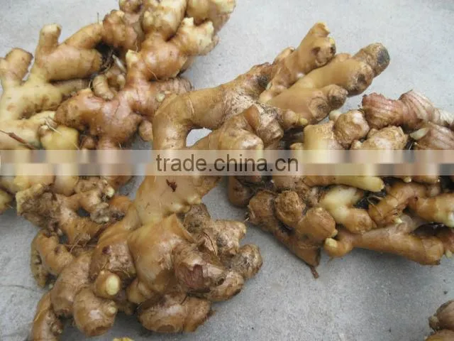 Washed Fresh Ginger from Vietnam