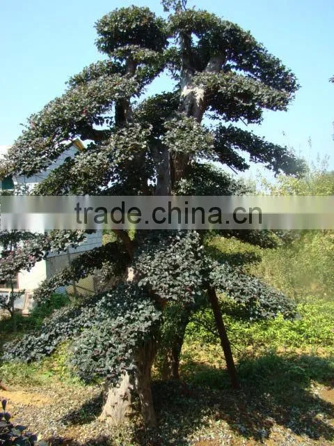 landscaping and outdoor bonsai usage Chinese ulmus pulila