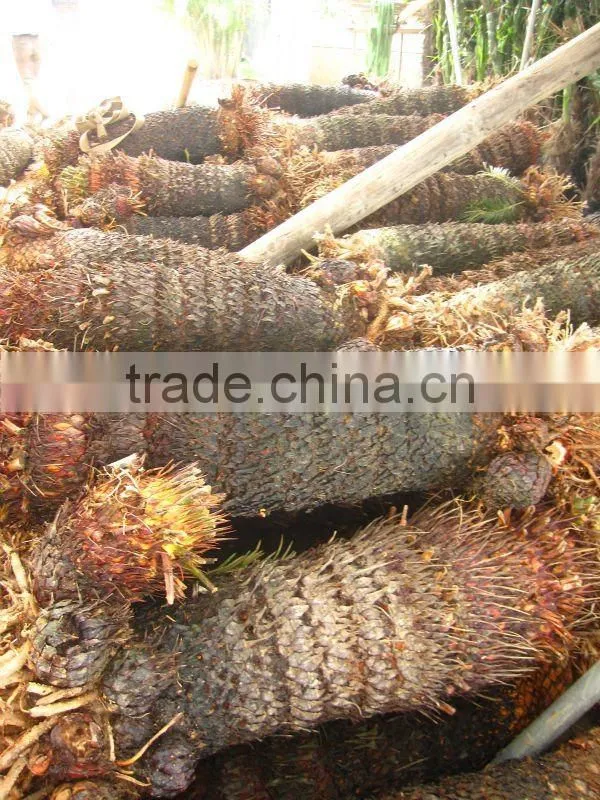 cycas revoluta