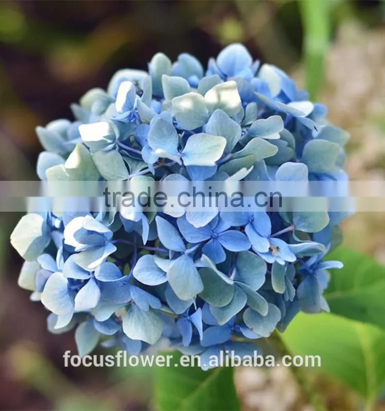 Grade A Variety Colors Cut Fresh Gerbera Flower From Kunming