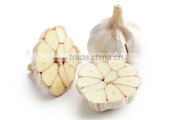 China fresh white garlic price