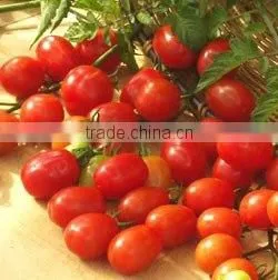 BEST PICKLED CHERRY TOMATOES