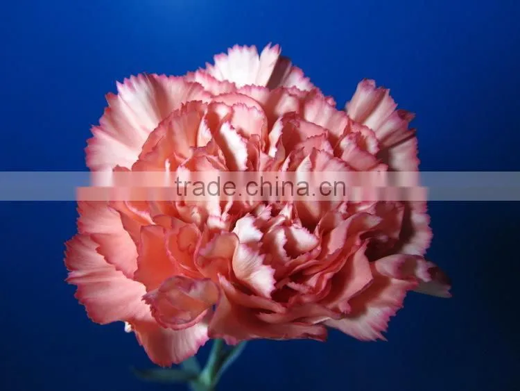 Wide varieties promotional single stem carnation for decoration
