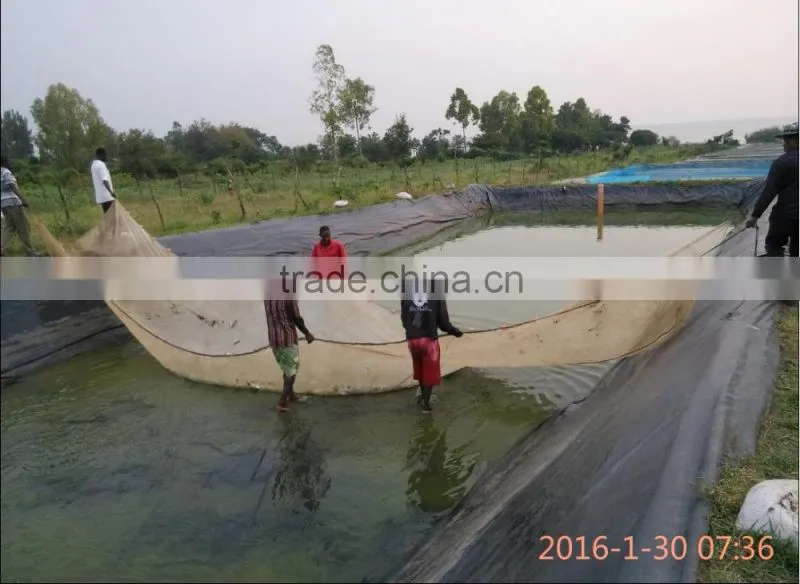 the traditional fish ponds system for tilapia