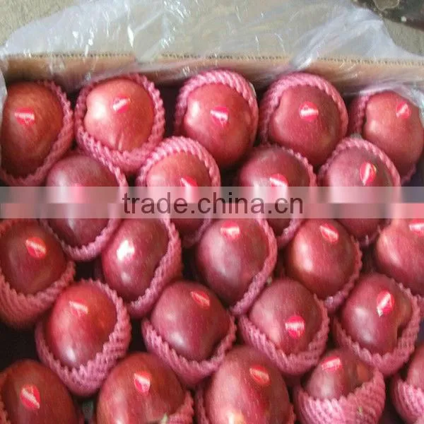 Red delicious apple
