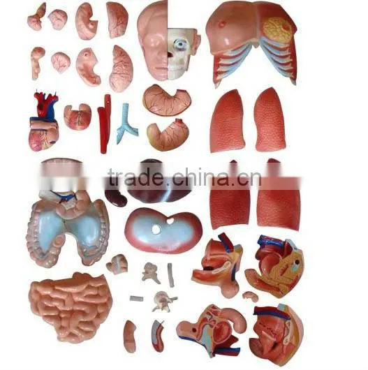 Biology Human whole body anatomical model (Human Anatomical Torso)