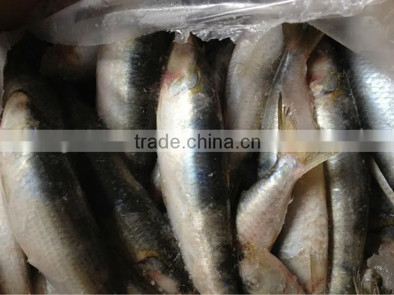 Frozen fish whole round 20-30pcs/kg for canned sardine