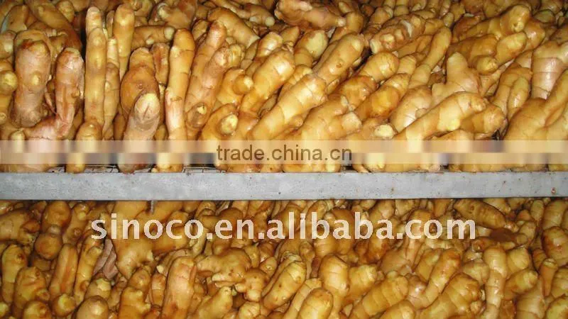 Fresh Ginger export