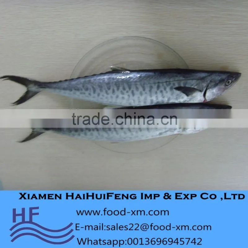 Spanish Mackerel W/R Frozen Seafood