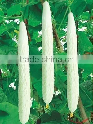 2015 Hybrid white cucumber seeds seeds for growing-Shu Xin F1